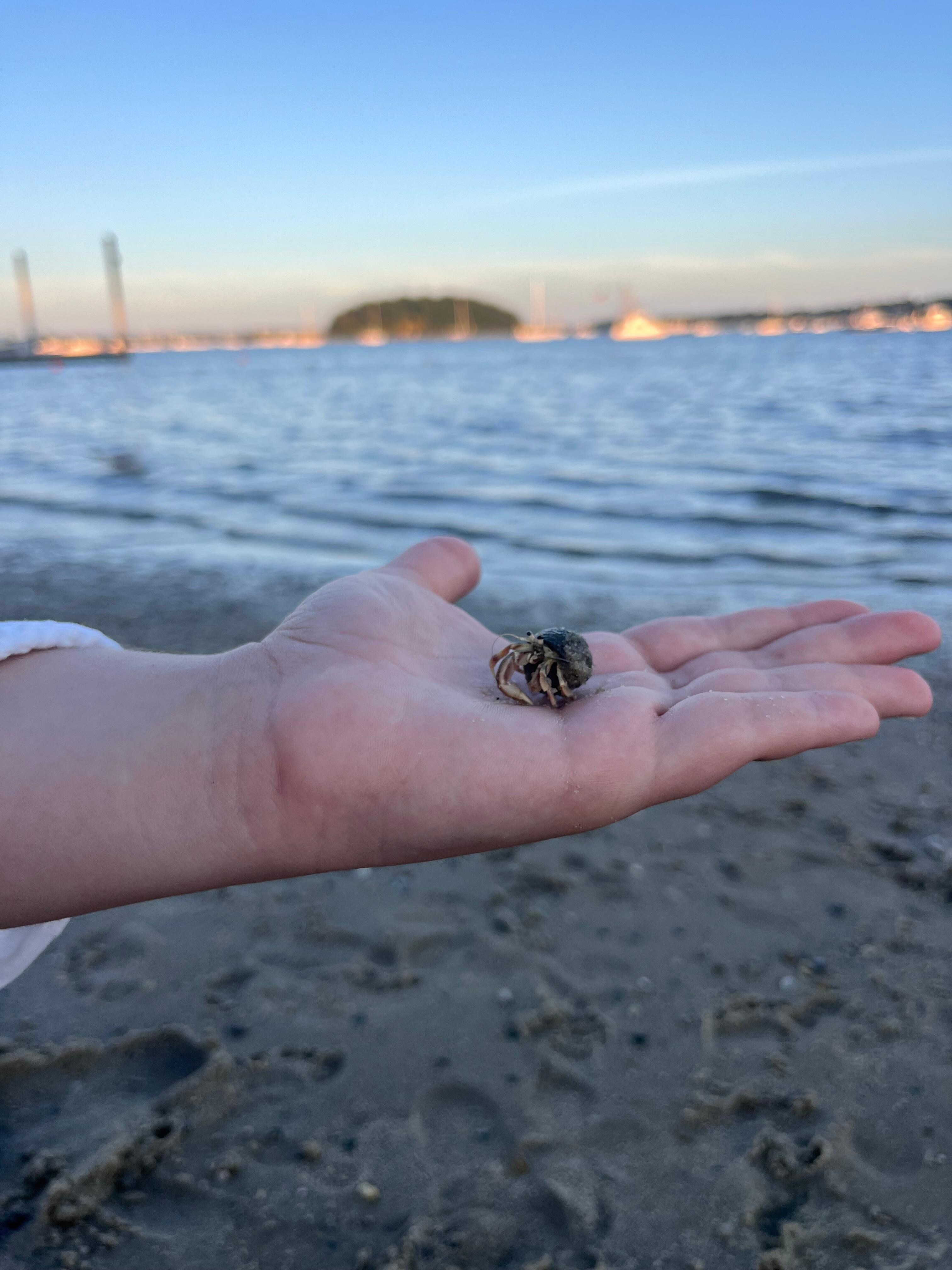 Cute hermit crab