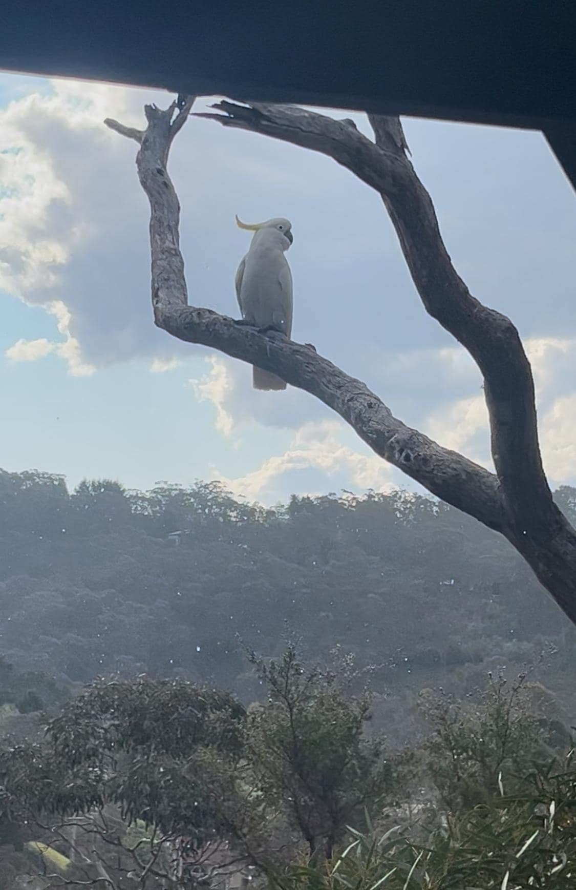 A little afternoon rain, from the covered porch