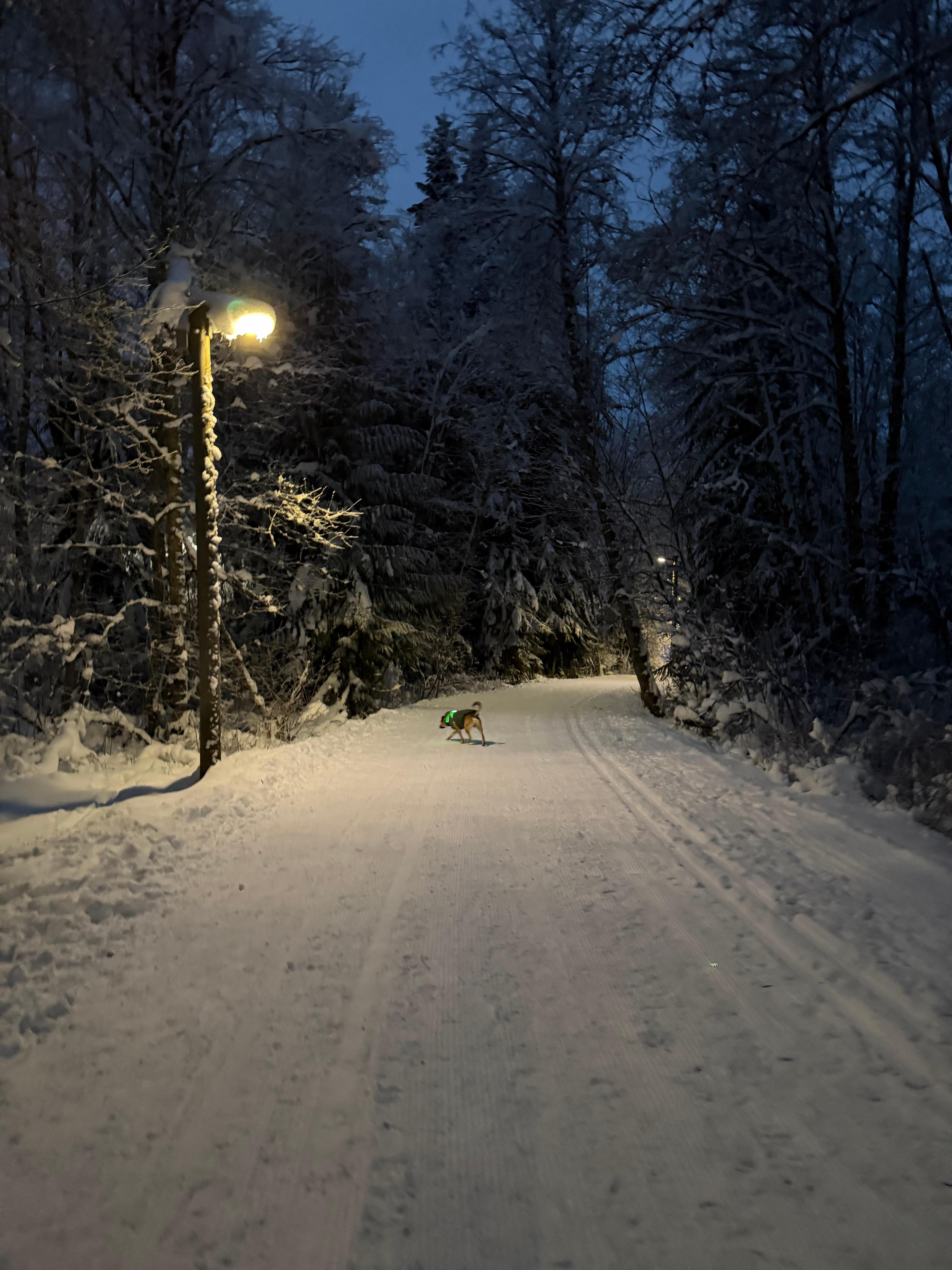 Near by walking trail - perfect with dogs 🐕 