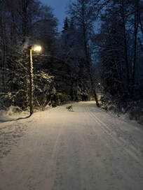 Near by walking trail - perfect with dogs 🐕