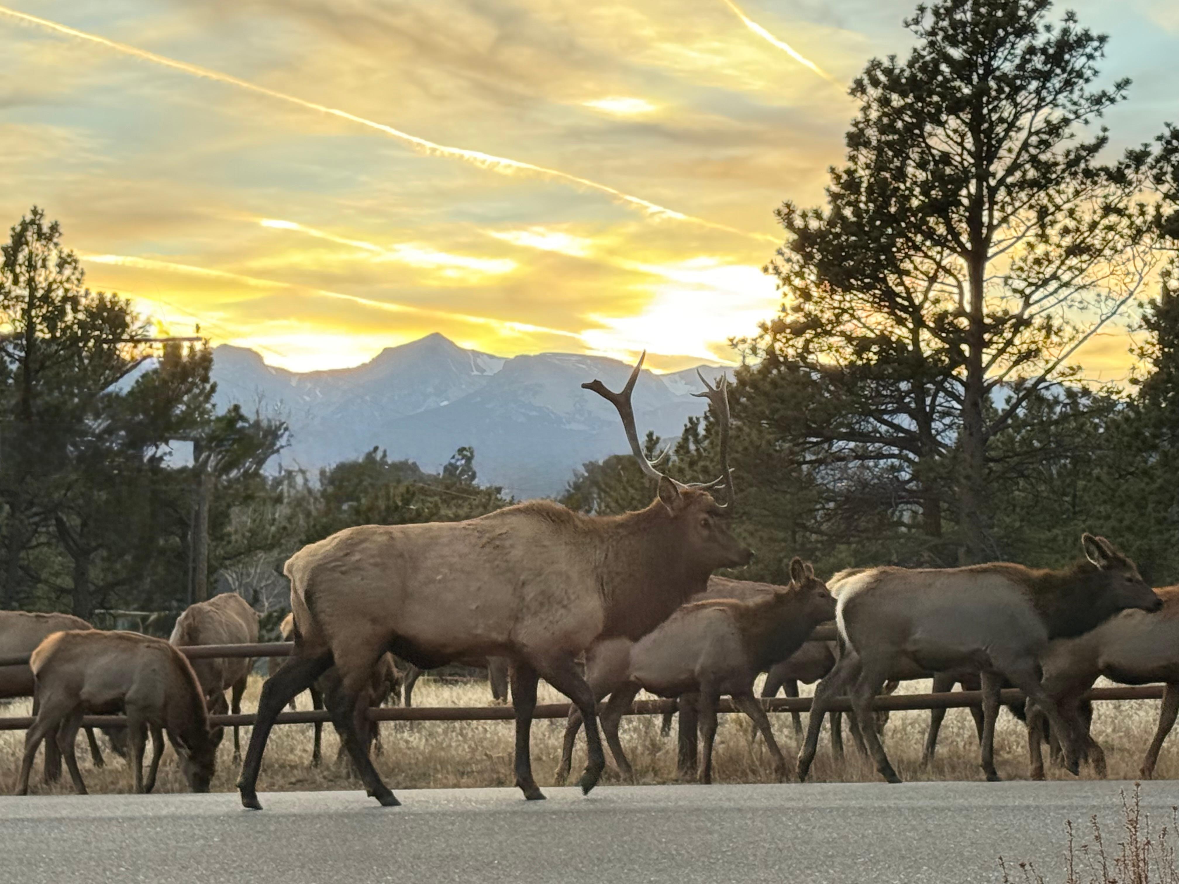 A herd of Elk visited us on the back porch!