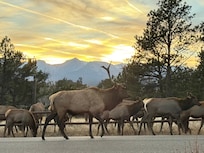 A herd of Elk visited us on the back porch!