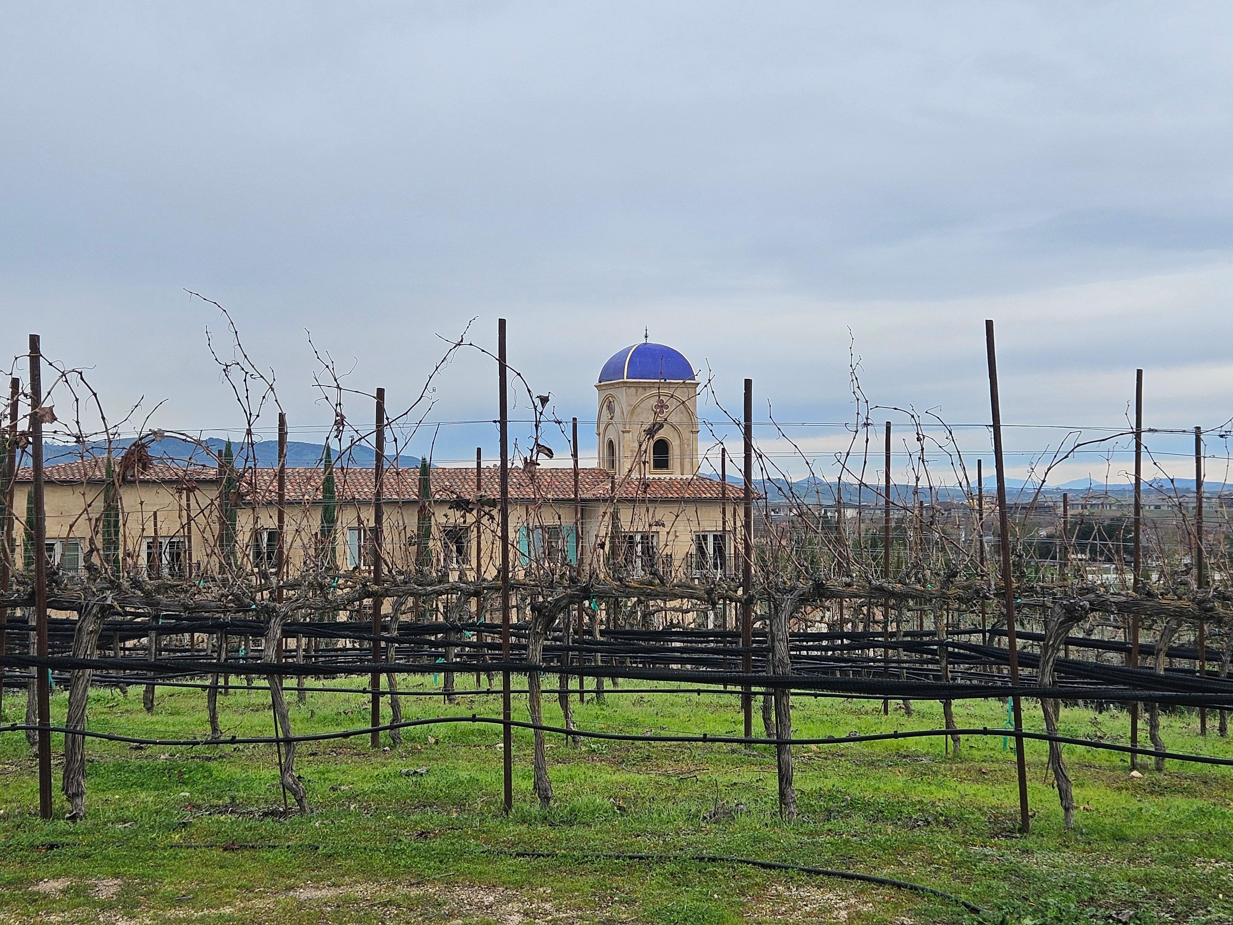 Vineyard view of resort