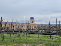 Vineyard view of resort