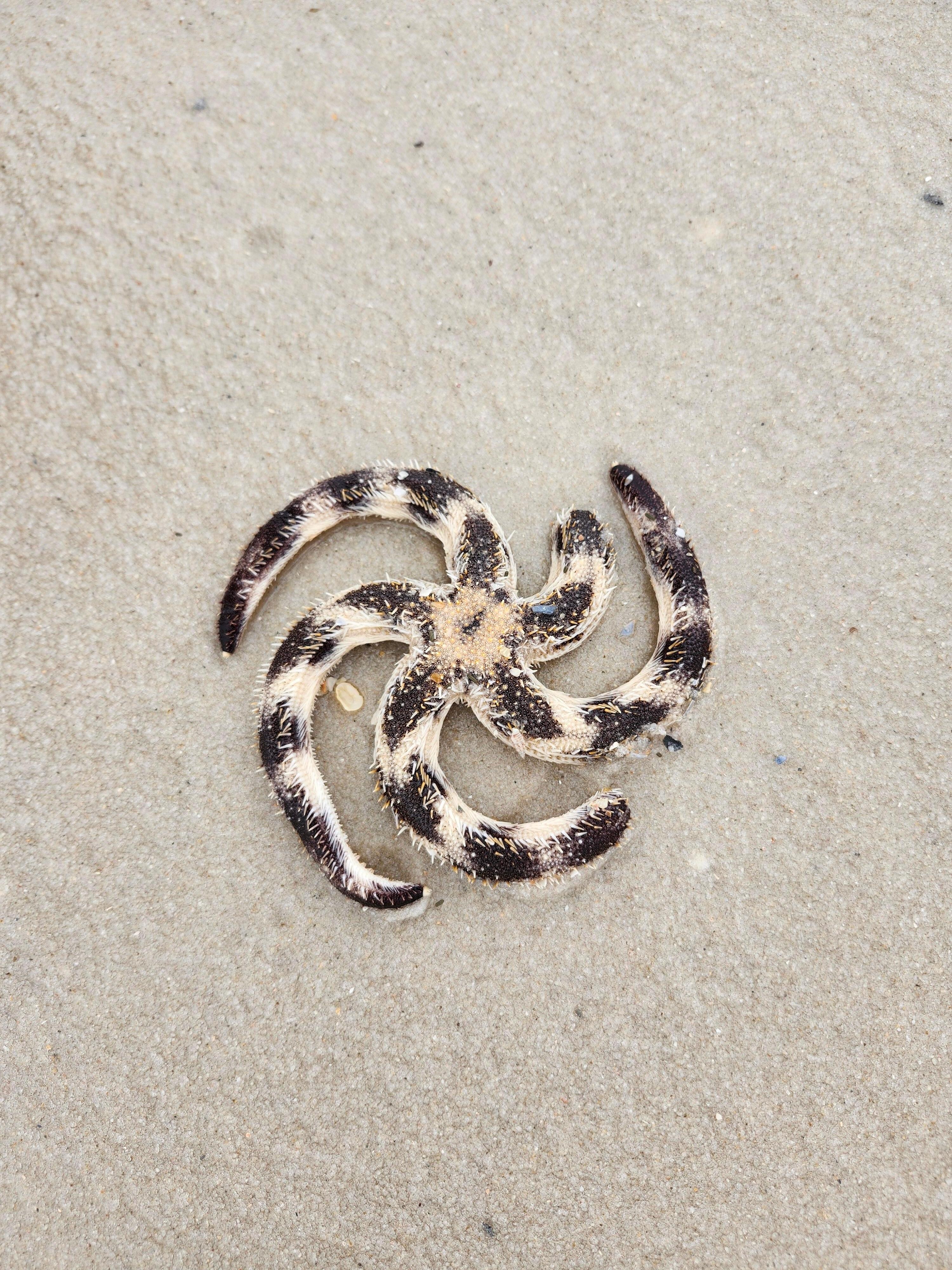 This washed up on the beach near the condo. We put it back in the water because it was still alive