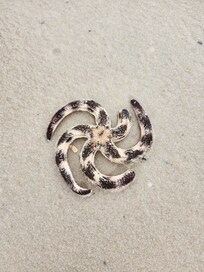 This washed up on the beach near the condo. We put it back in the water because it was still alive