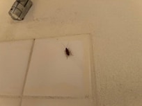 Cockroaches
