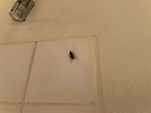 Cockroaches