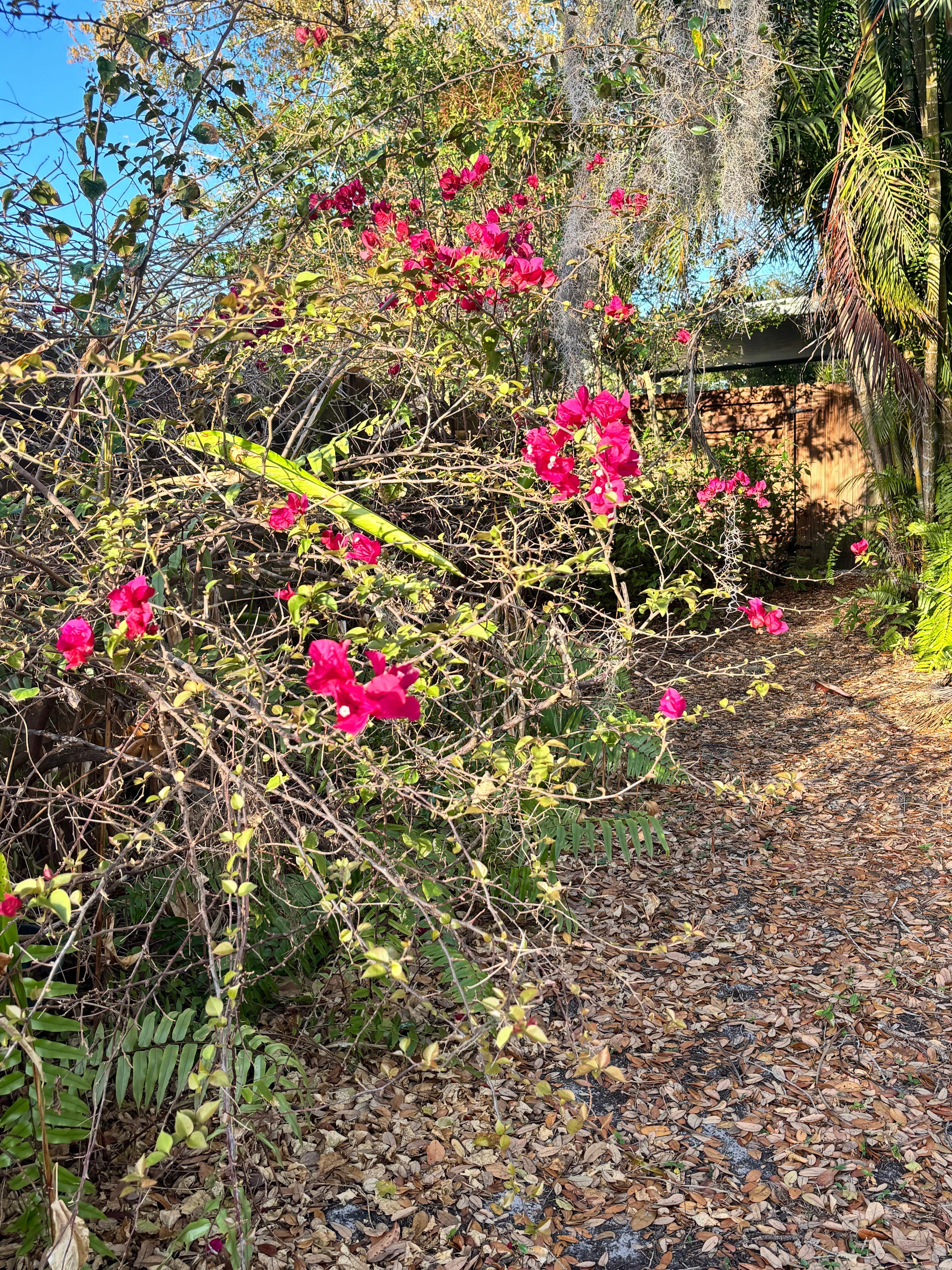 Lovely flowers in the yard.