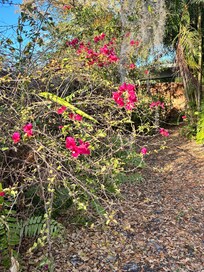 Lovely flowers in the yard.