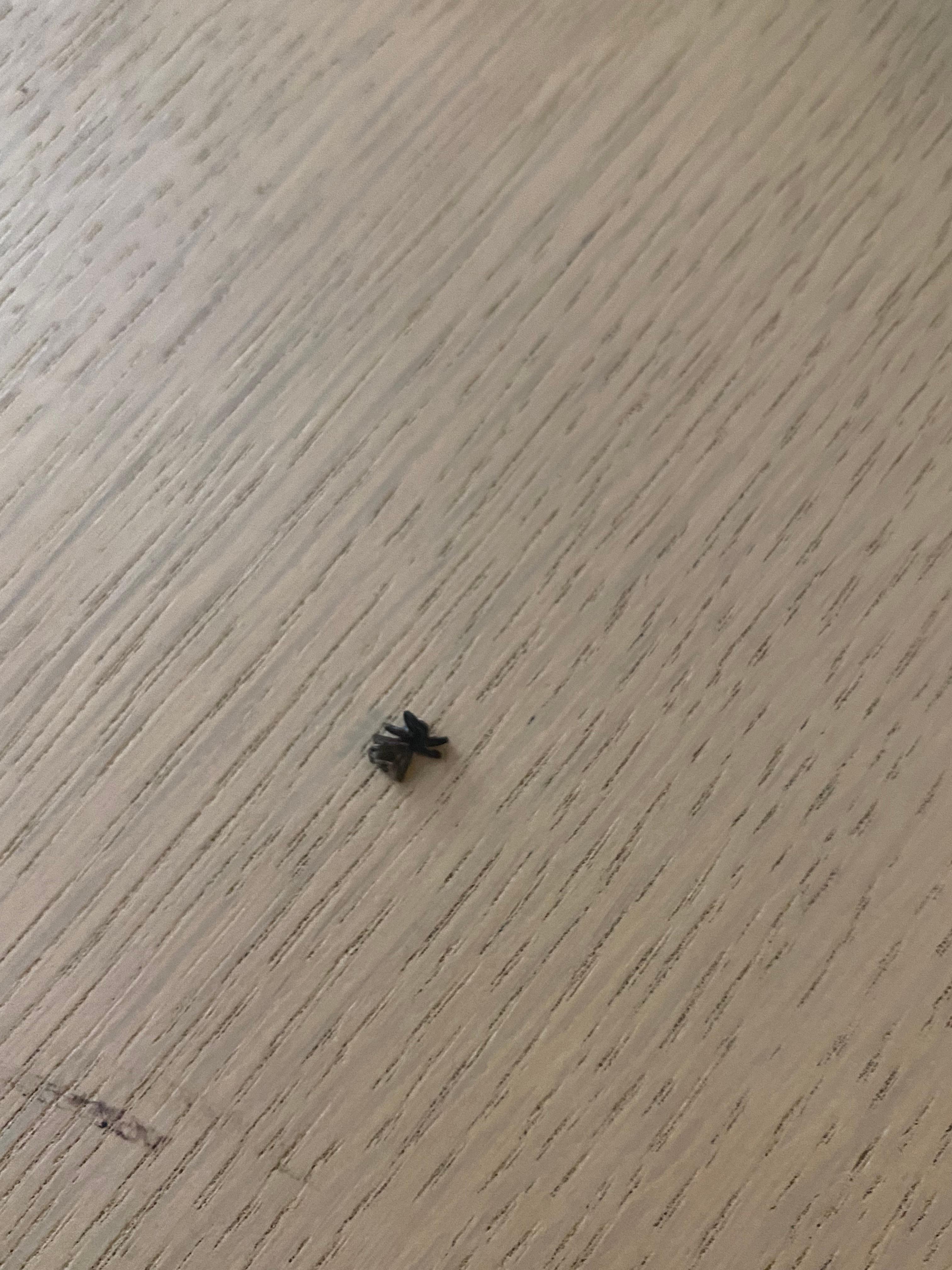 Greeted by a spider on the desk as soon as we entered the room, picture after we squashed it. RIP