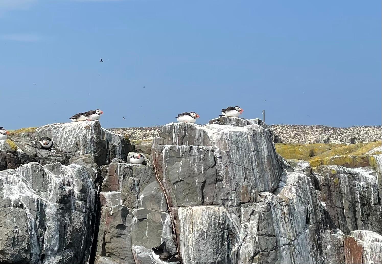 Puffins