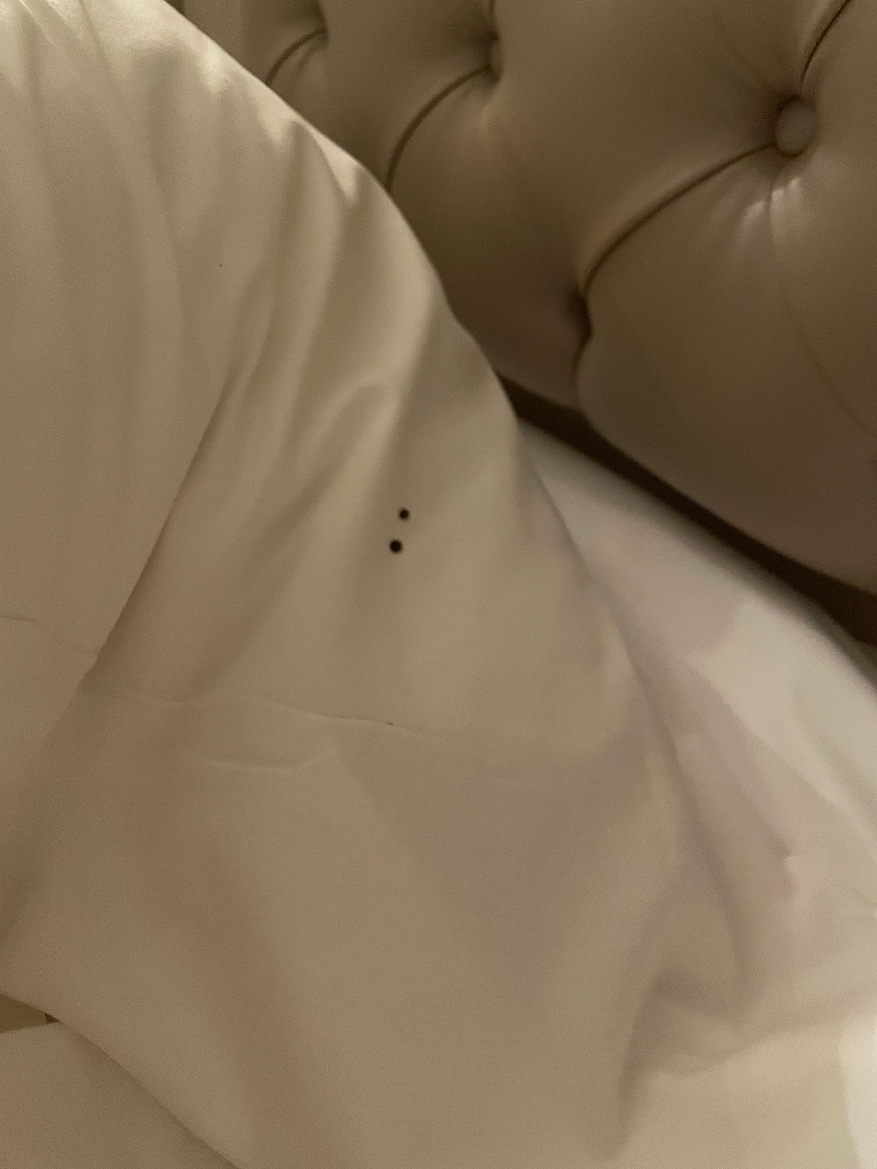 Larger bedbugs on the duvet