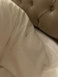 Larger bedbugs on the duvet