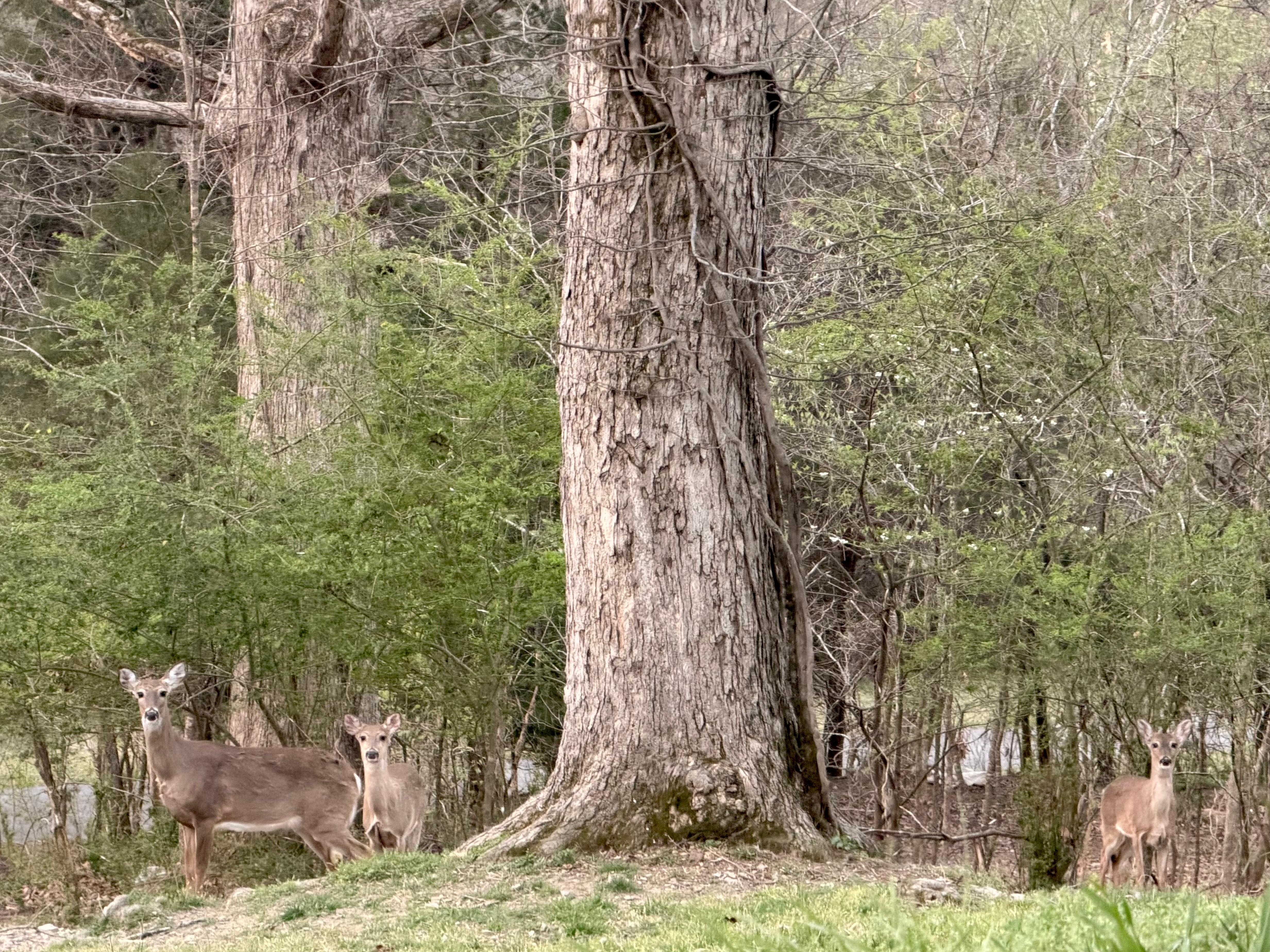 Backyard morning friends