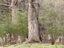 Backyard morning friends