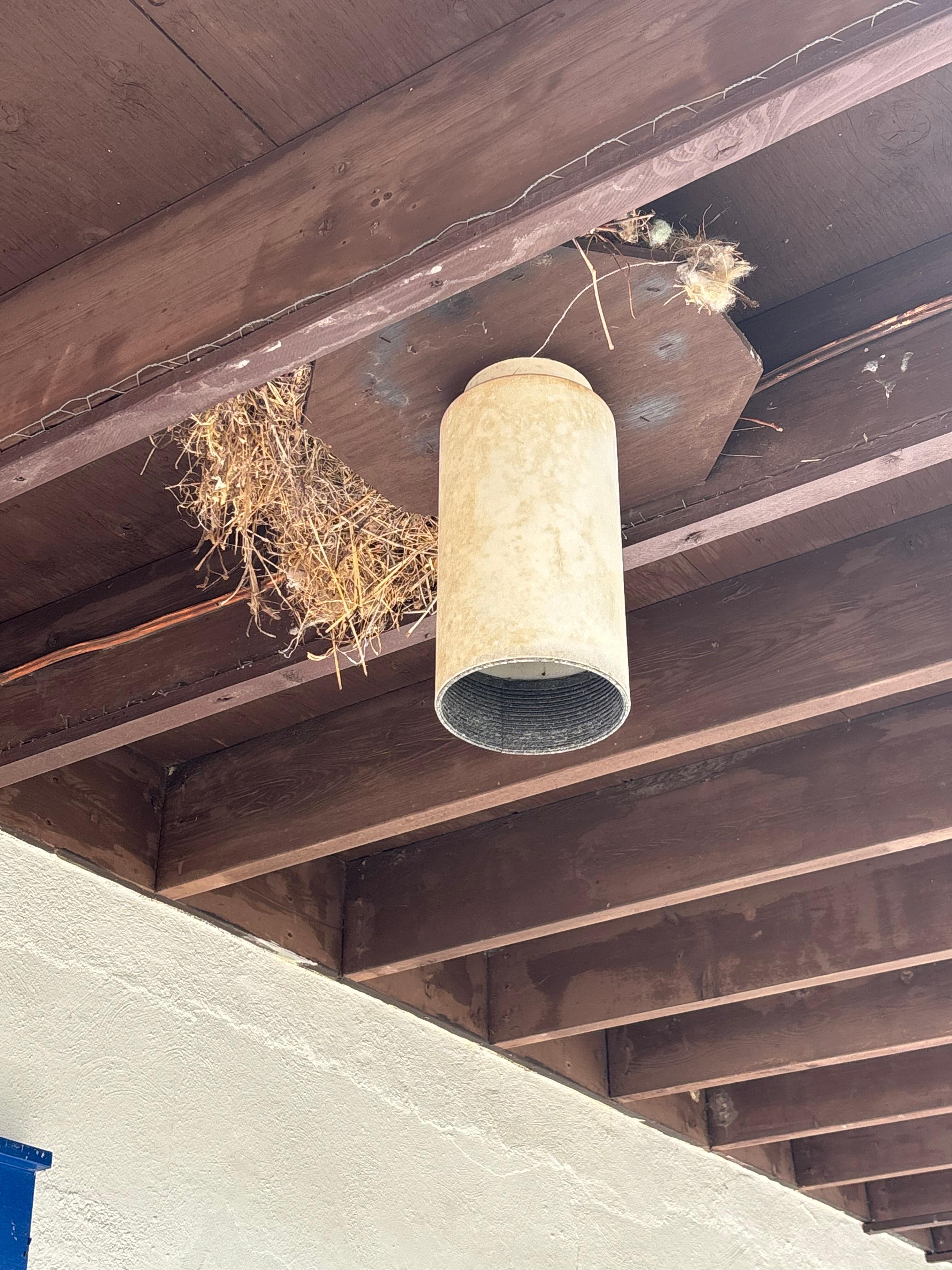 Birds nesting in rafter every where