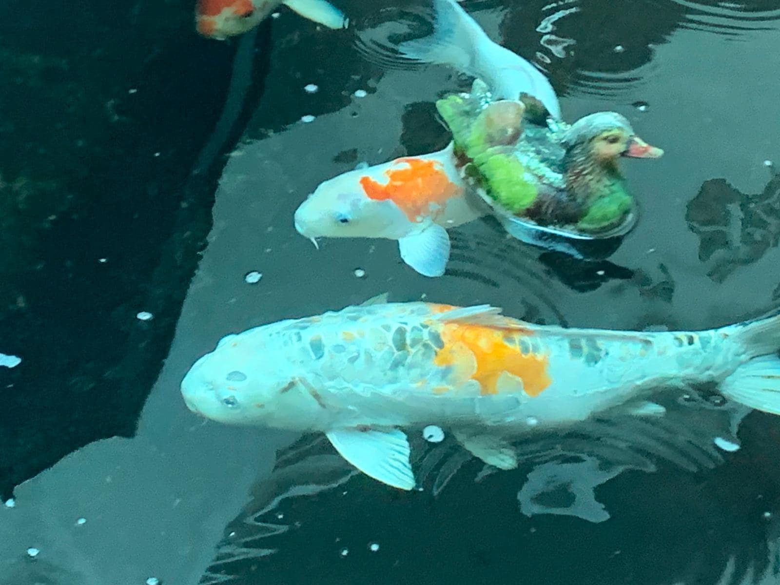 Koi fish in the atrium 