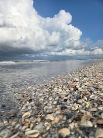 Sea shells everywhere