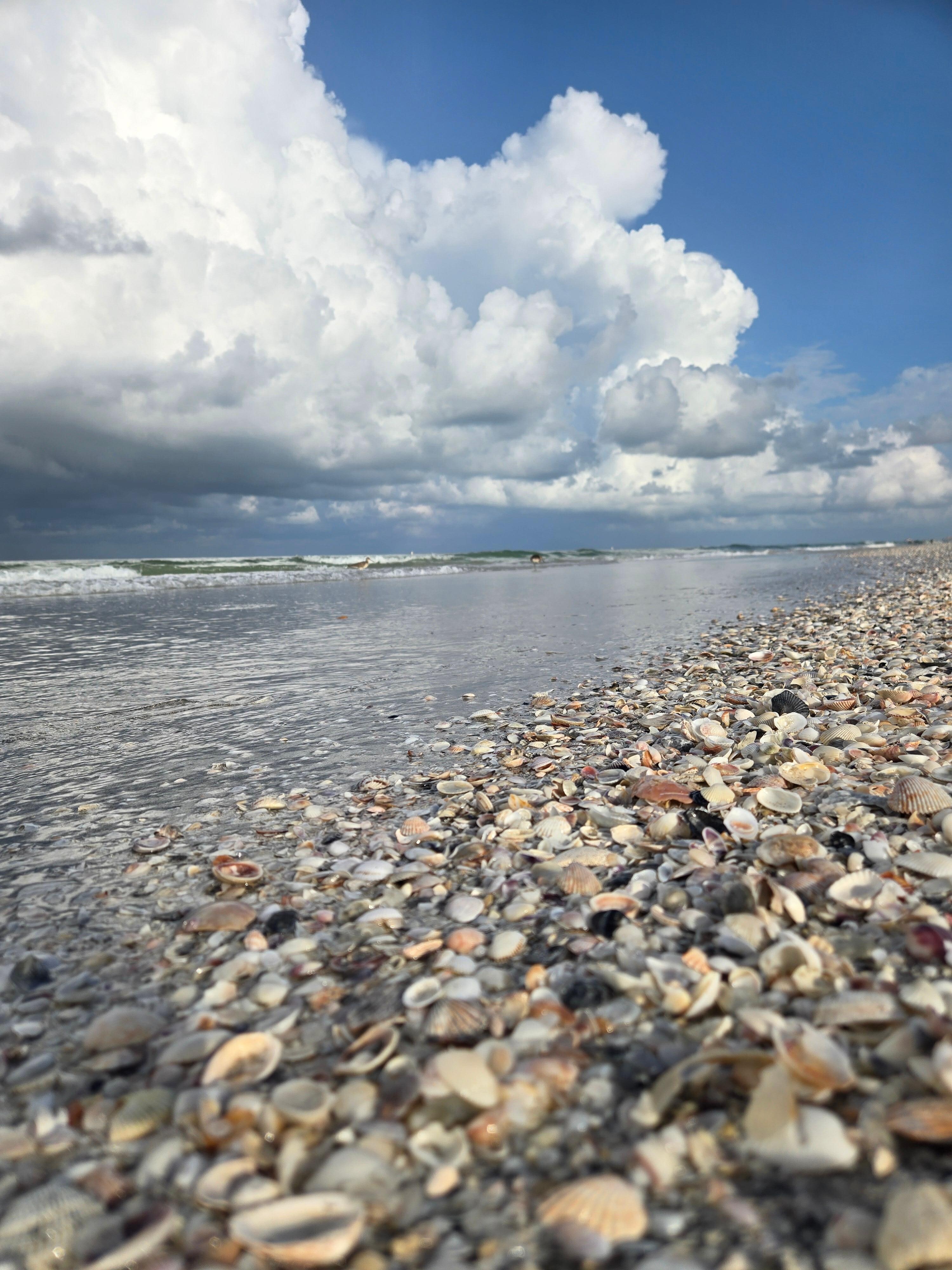 Sea shells everywhere