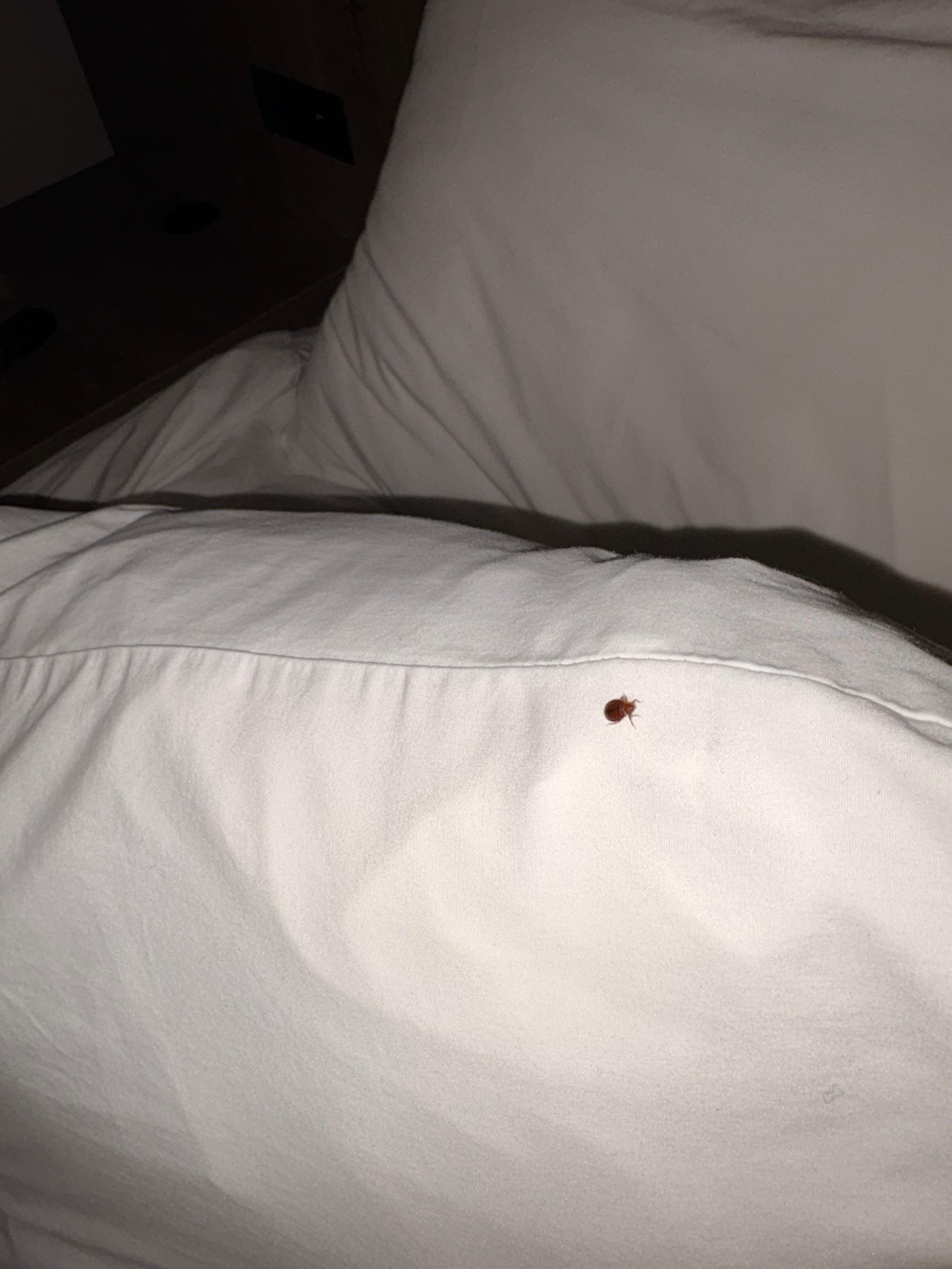 Bed bugs found on pillows