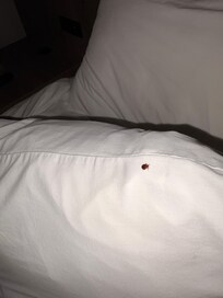 Bed bugs found on pillows