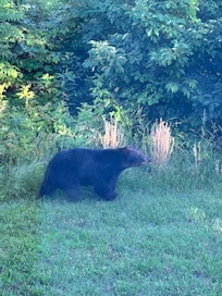 bear cub from the living room window