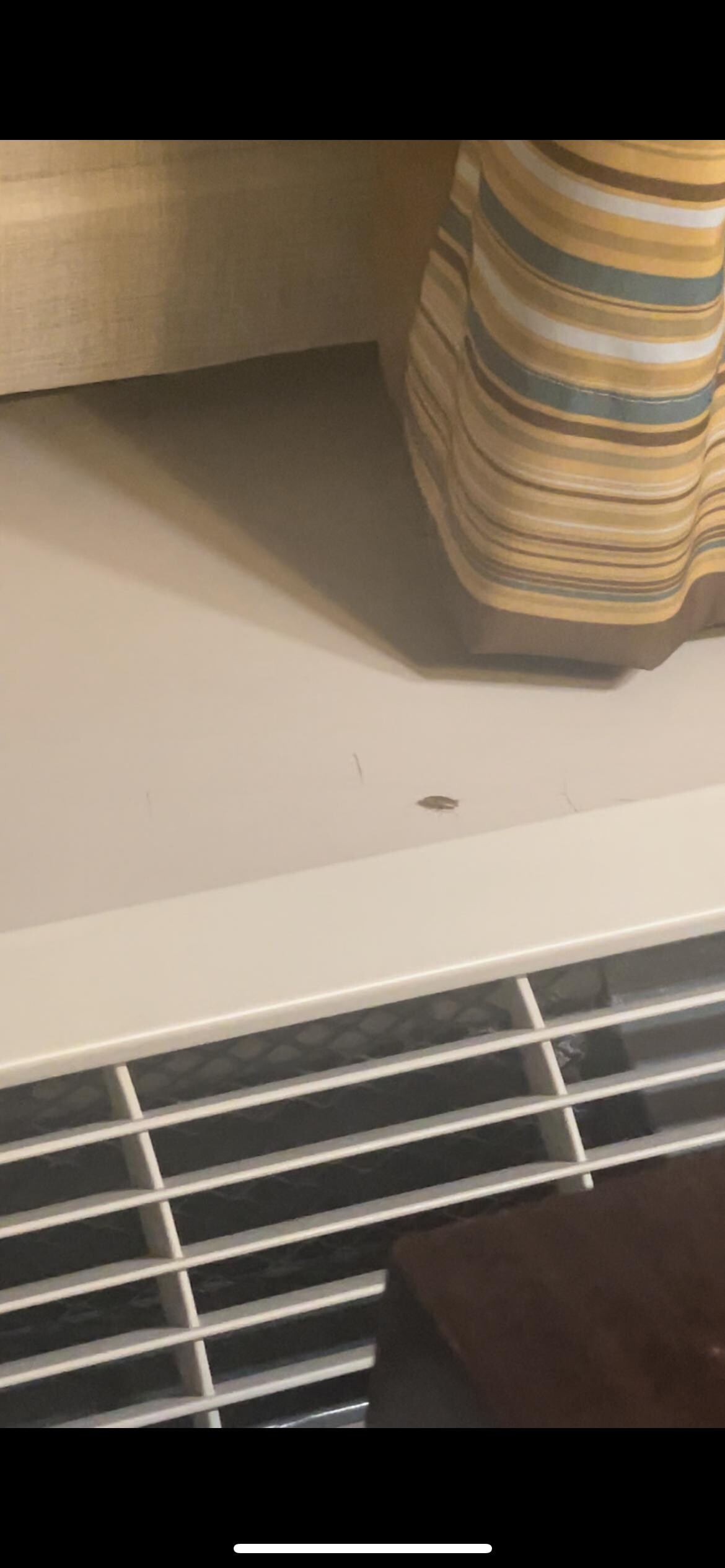 Here is just one of the roach