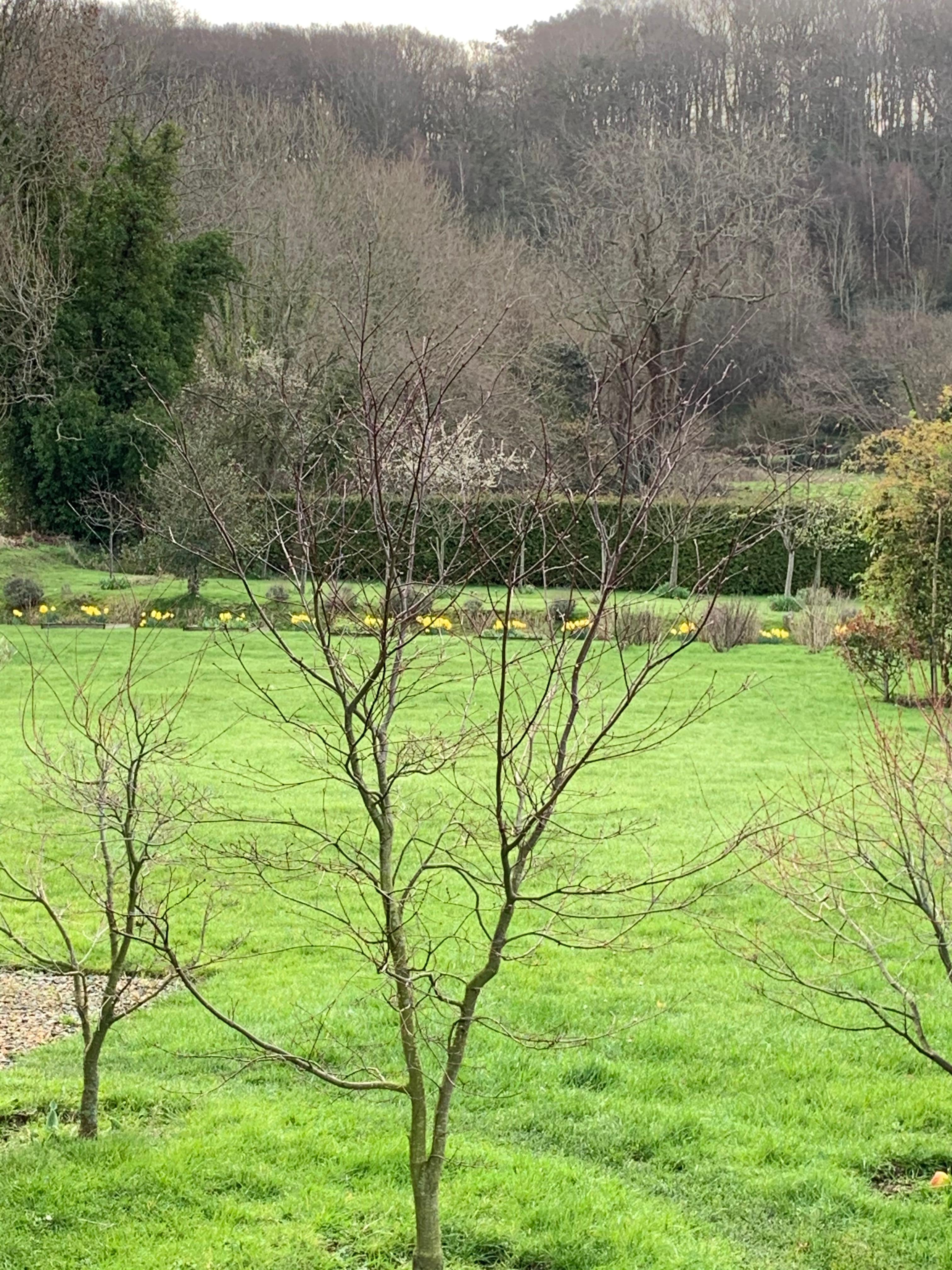 Vue sur le magnifique jardin 