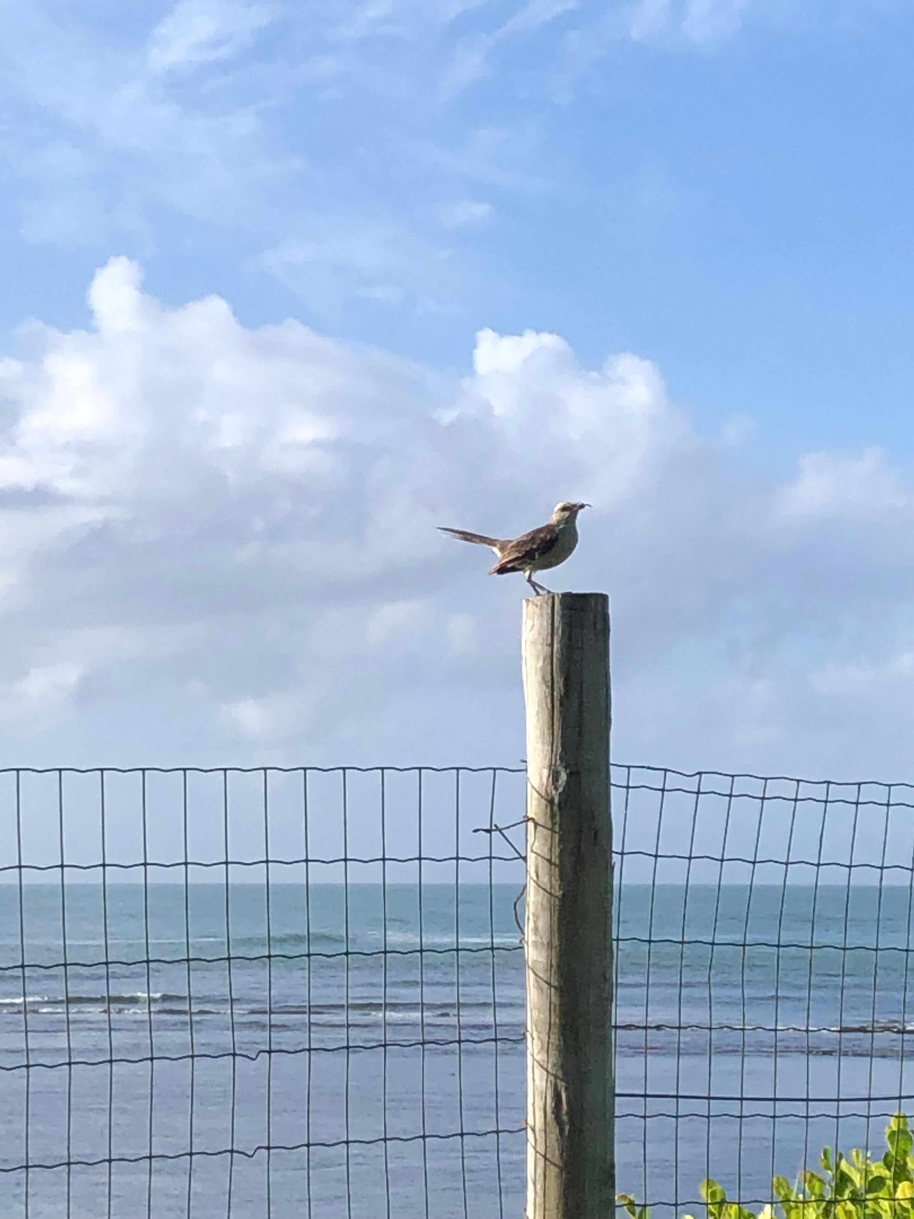Acesso direto a praia 
