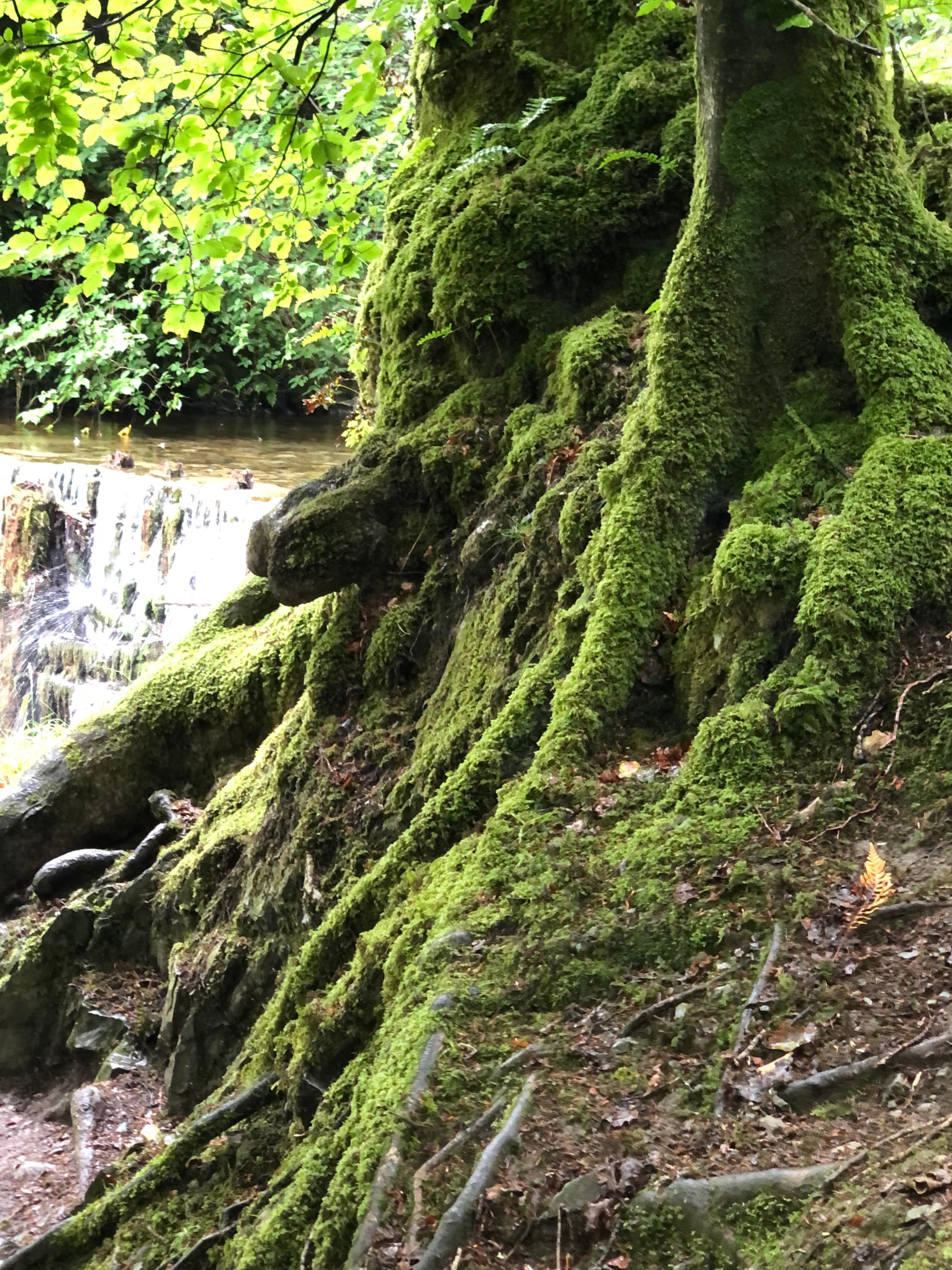 Stock Ghyll Force - Ambleside 