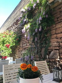 Innergård med blåregn och rosor