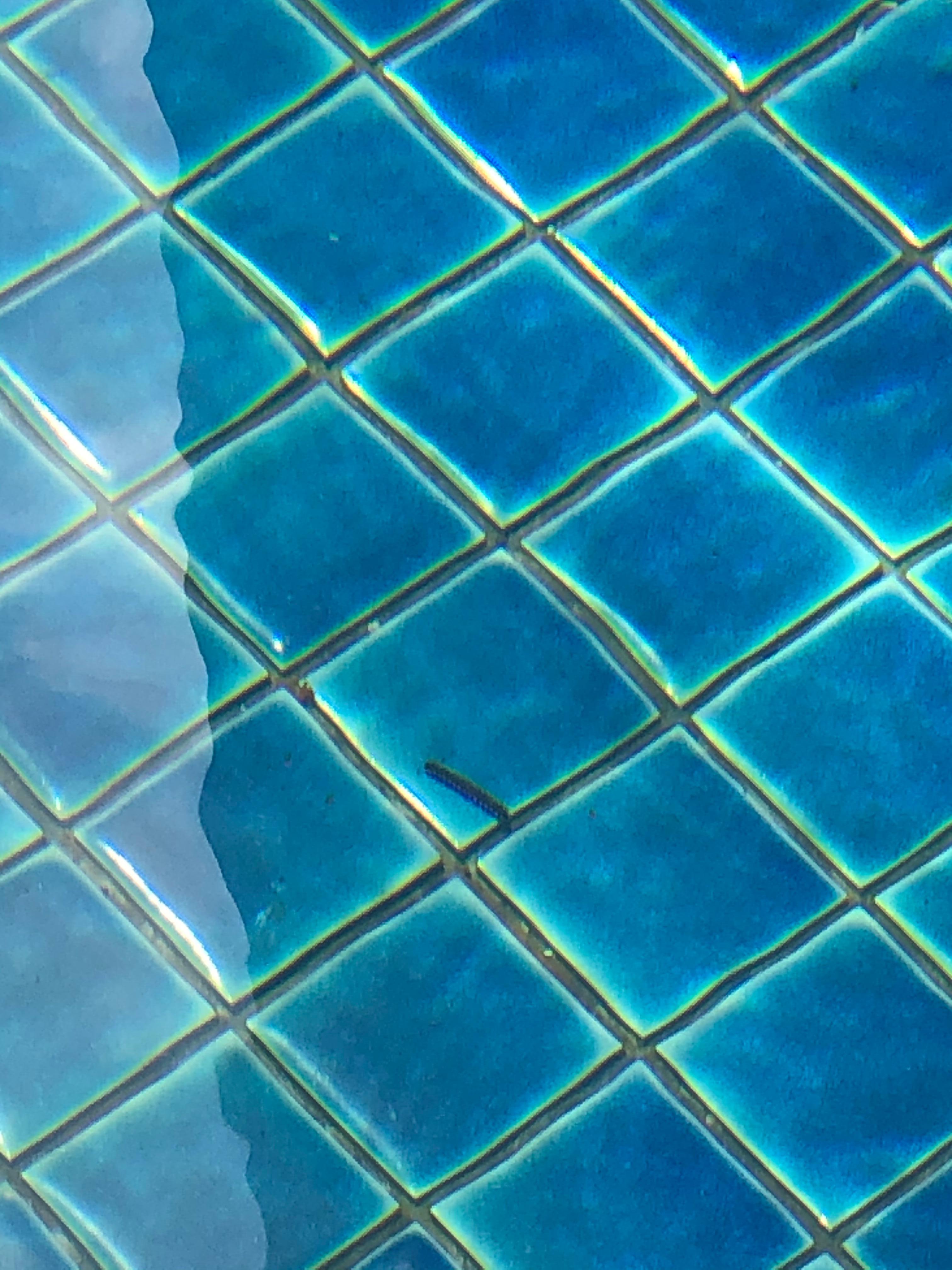 Millipede inside the pool. There were plenty outside! Black ones and big ones.