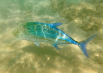 Waialea Bay Beach (69)