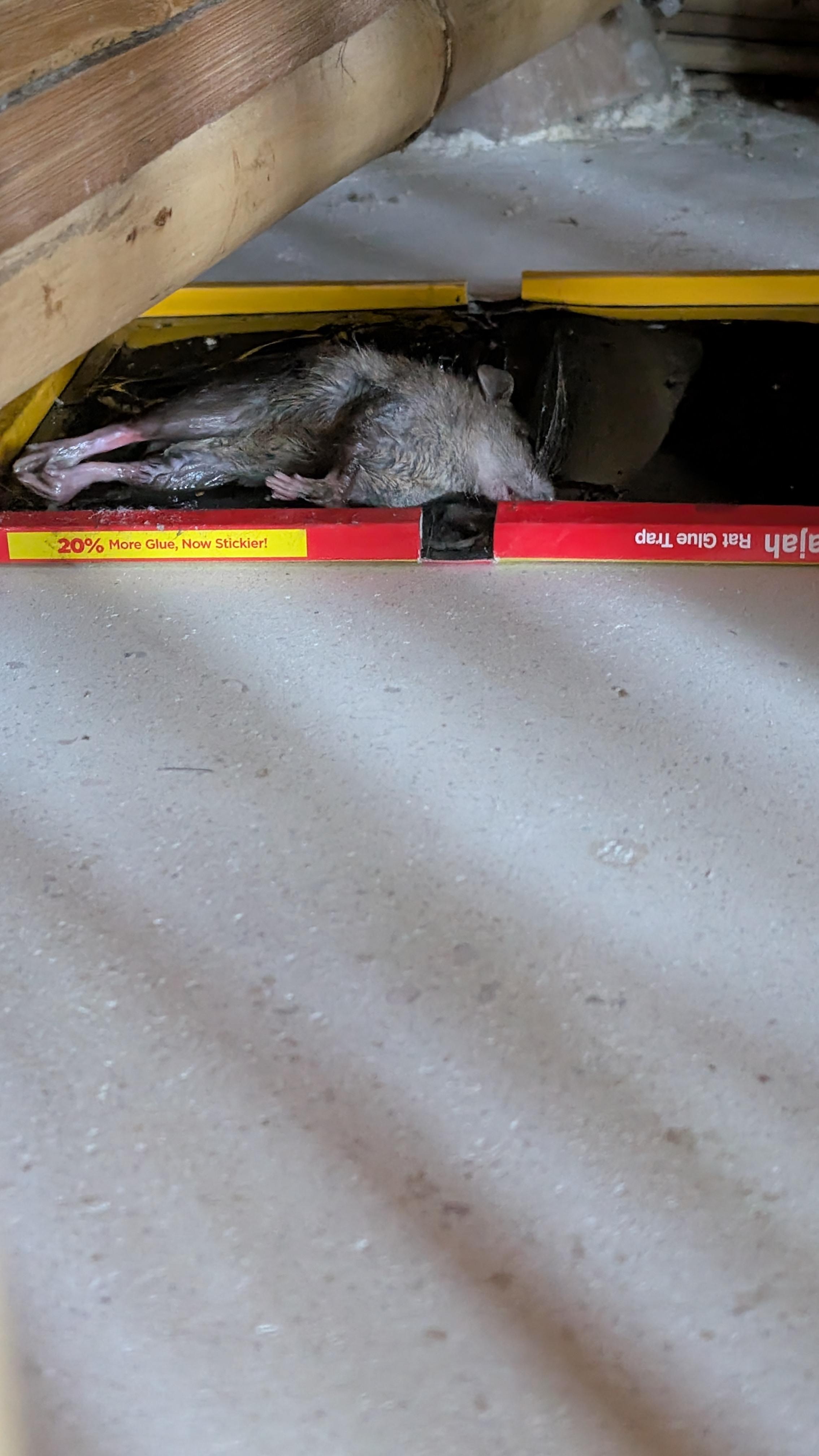 dying rat in bedroom
