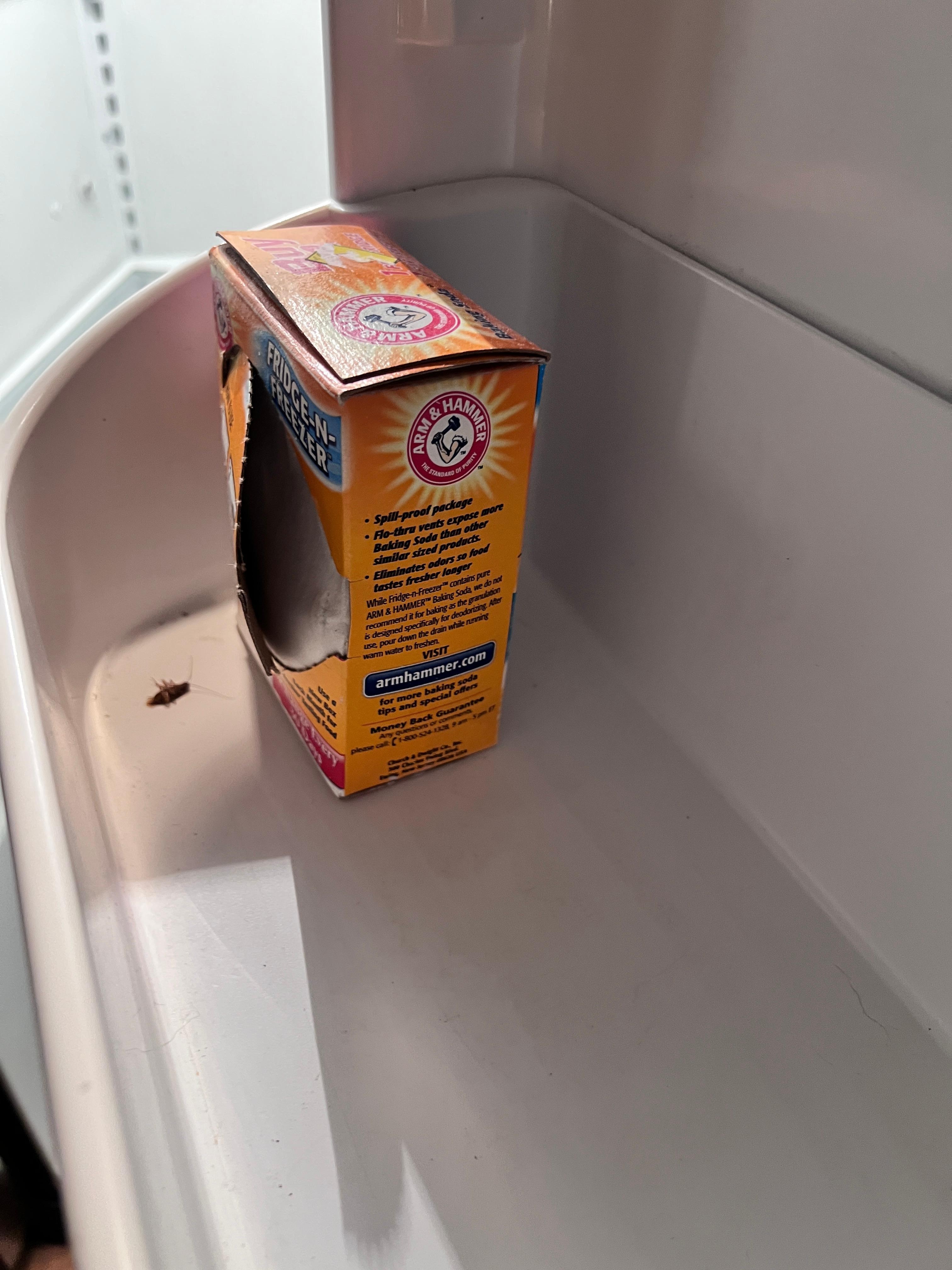 Roach in fridge