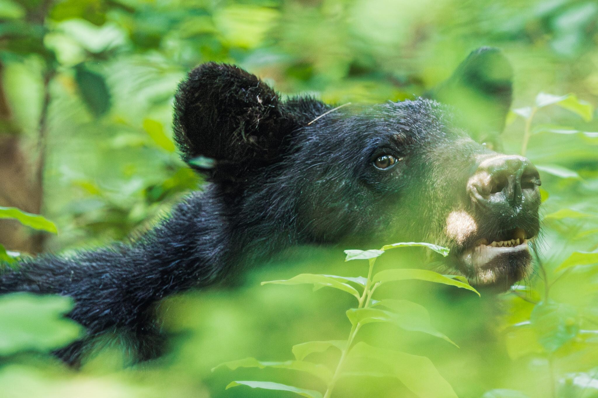 Cooper Rd at Cades Cove, leave at 6:00 AM and get to Cades Cove when they open at 6:30 and there is little traffic.