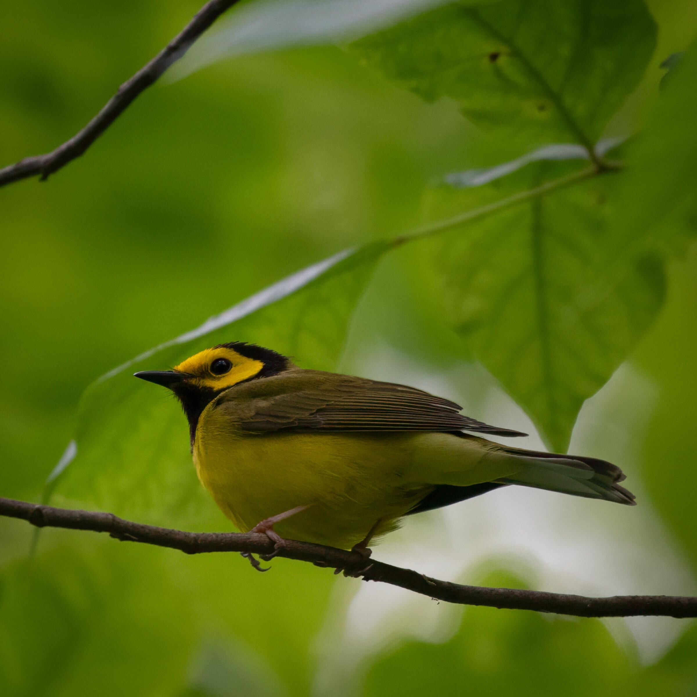 Hooded Warbler was in the woods throughout our stay.