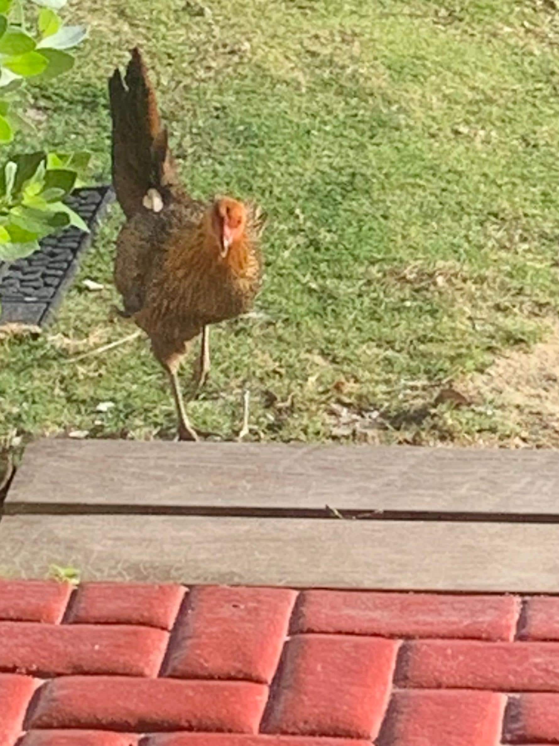 Morning alarm clock.  Lol