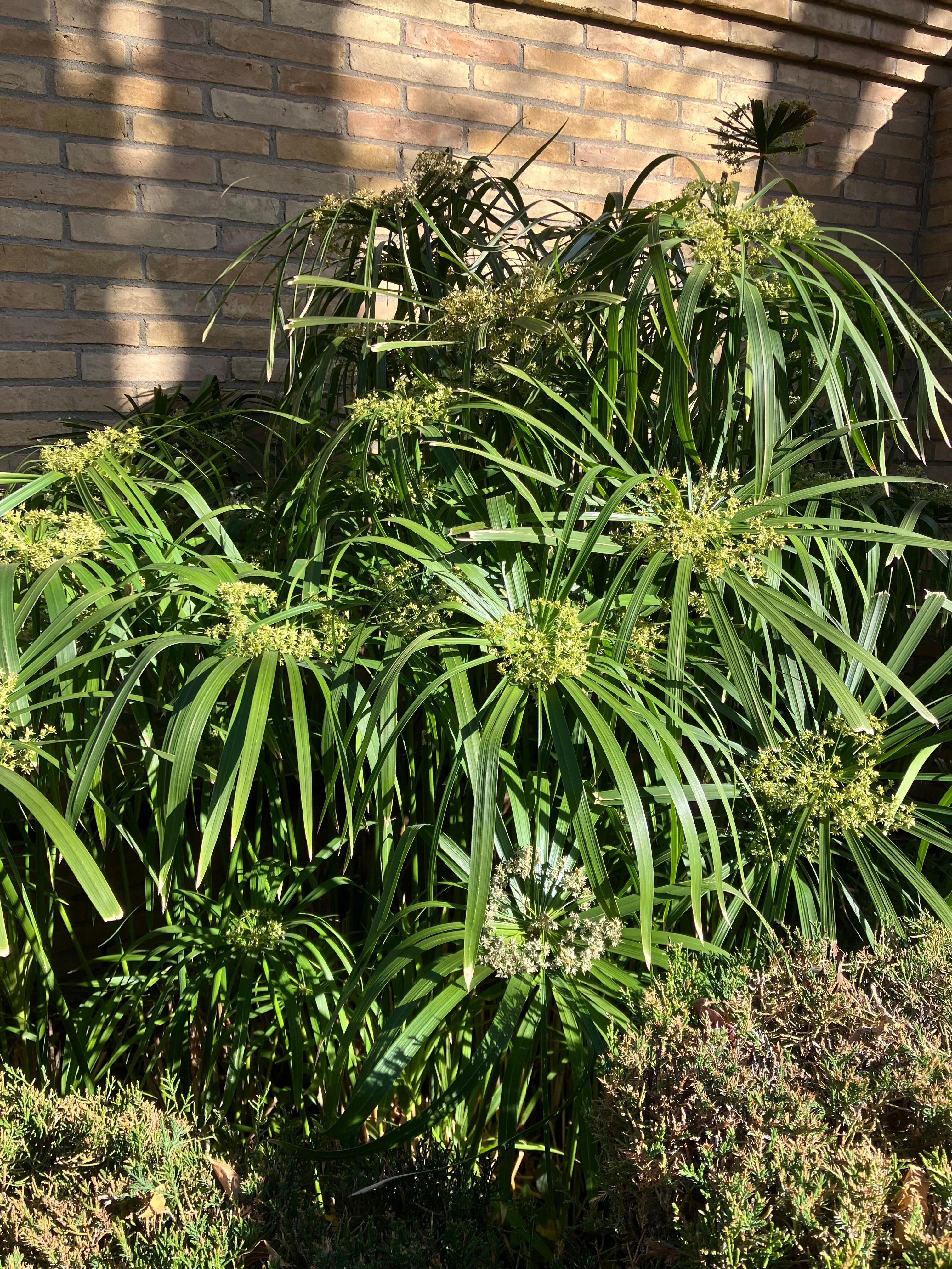 Lush plantings in the courtyard.