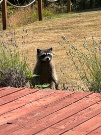 Our cute racoon visitor