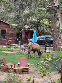 Wildlife galore. often when never expected!