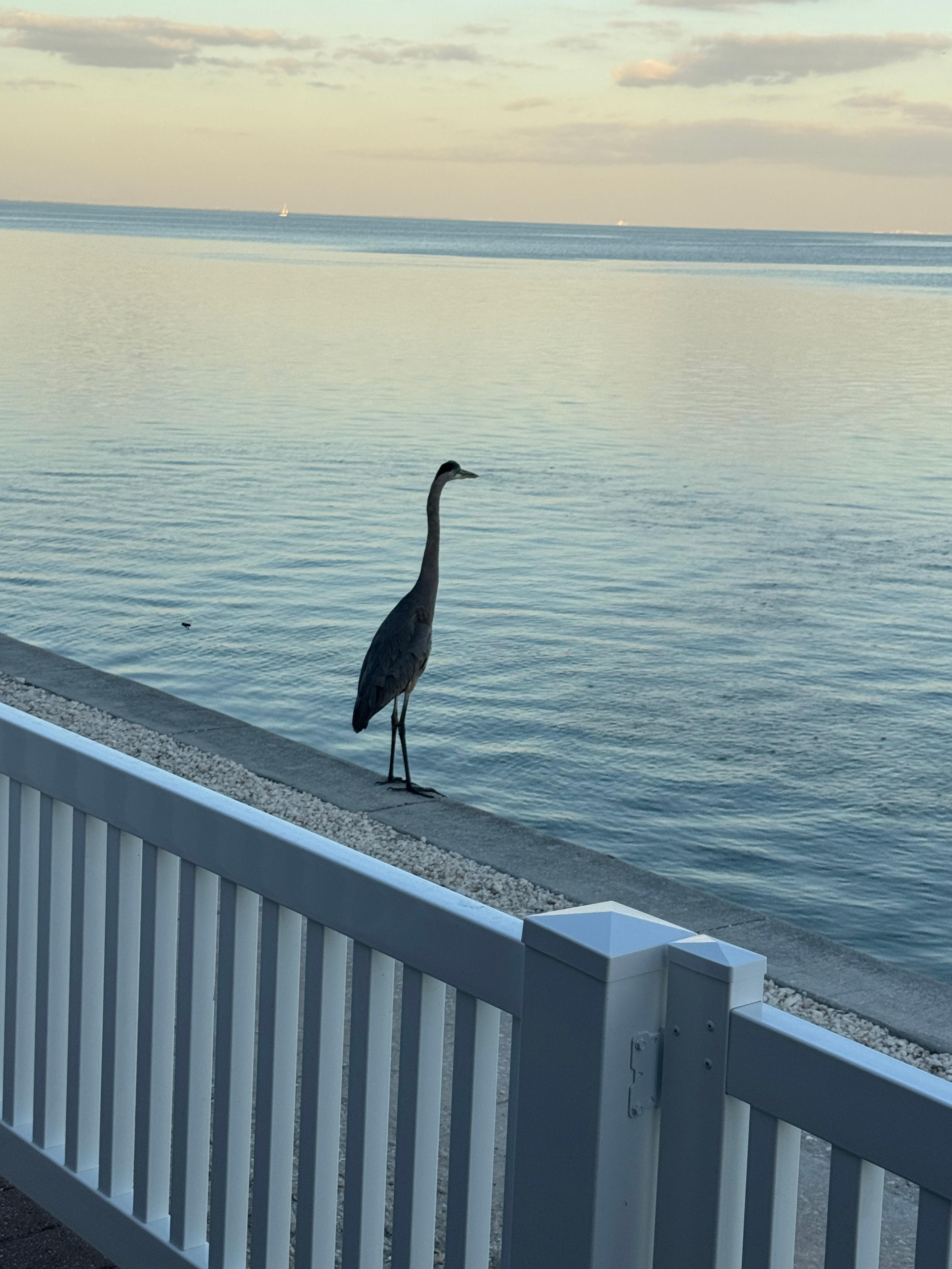 Blue heron off patio