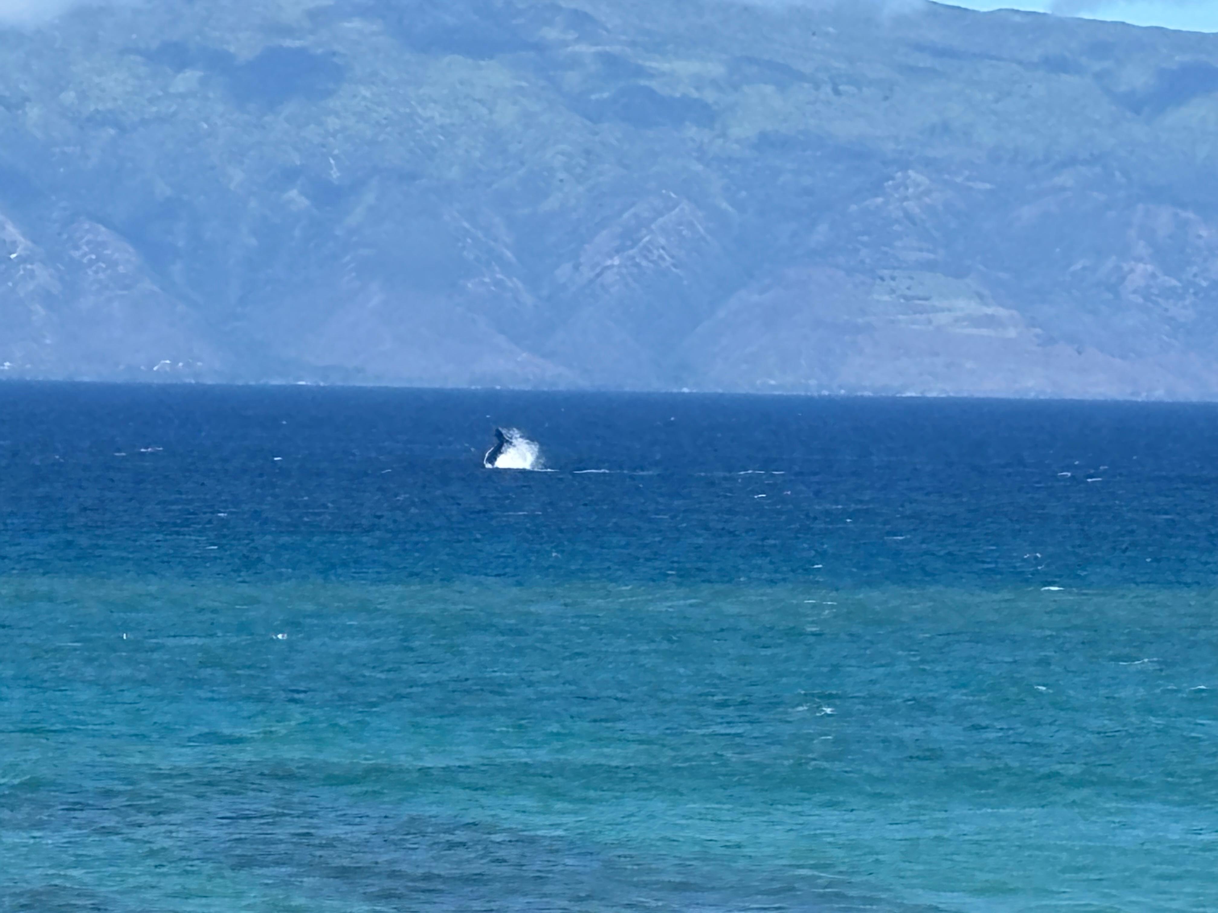 Whales -- seen right from the balcony