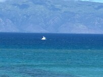 Whales -- seen right from the balcony
