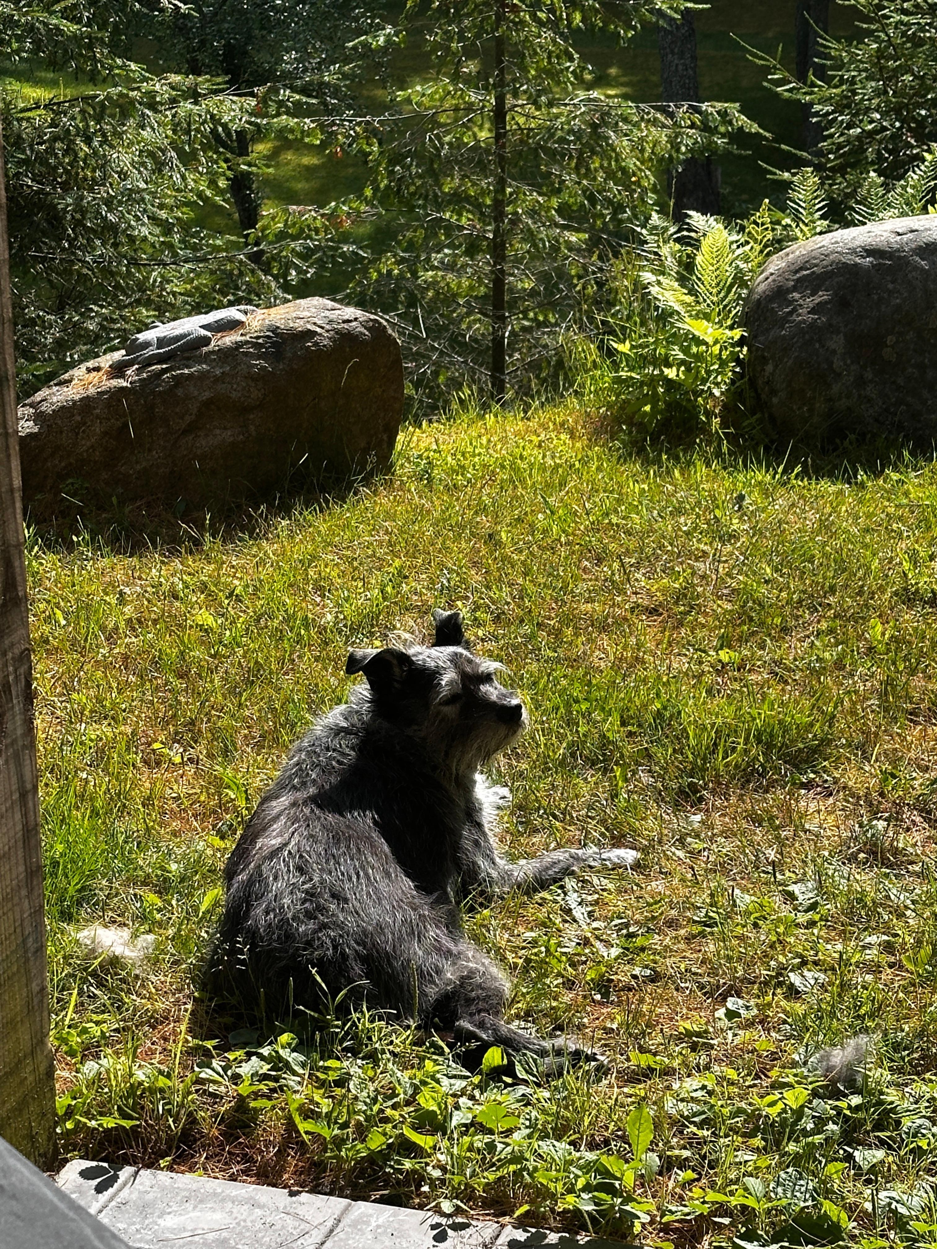 Our pup loved the grassy backyard!