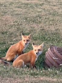 Our fox neighbours