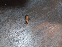 Live cockroach in bathroom
