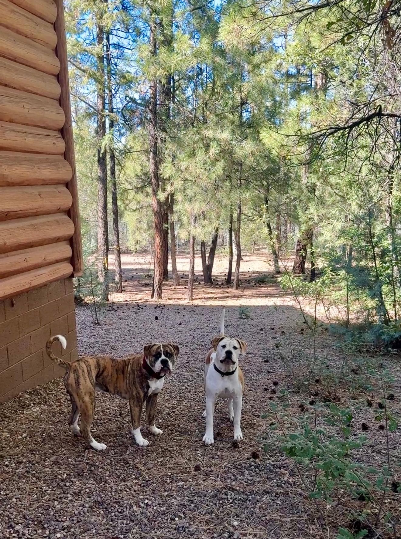 Side yard leading down to a large back yard.