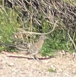 Roadrunner in the driveway!